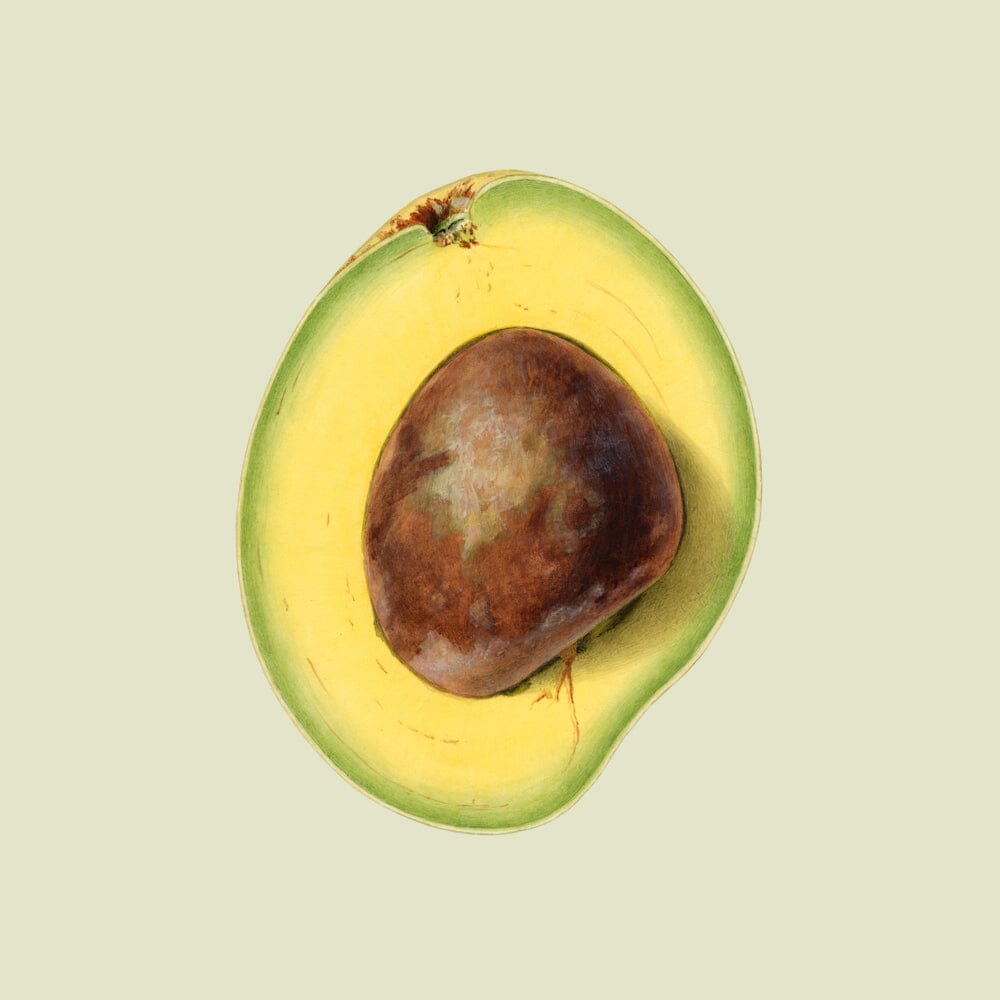 Waldin Avocado Tree, Grafted Fruit Trees 111-Lalo Melo