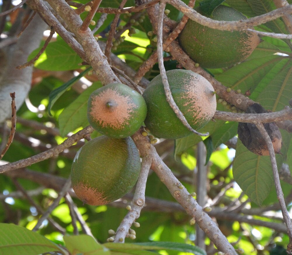 Green Sapote Tree Grafted Everglades Farm