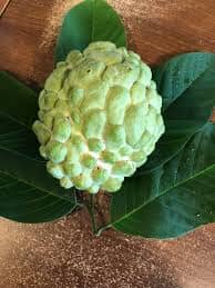 Atemoya Priestly Grafted Fruit Tree Everglades Farm