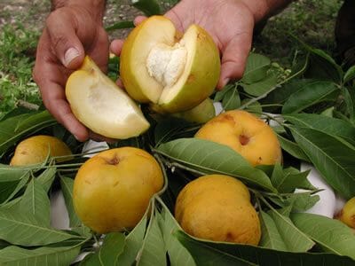 Younghans White Sapote Tree Air Layered 103-Pine Island Nursery