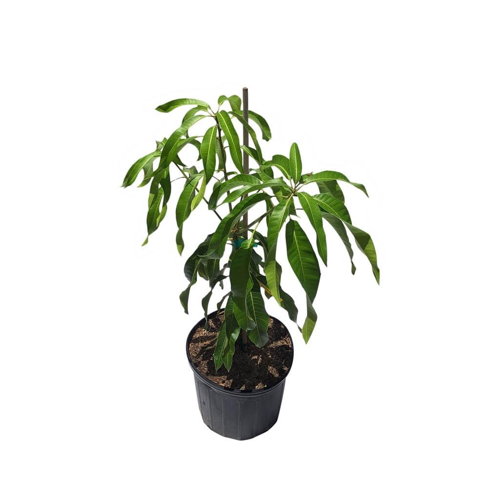 Kiew Yai Thai Mango Tree, Grafted Fruit Trees 102-Zill High Performance Plants