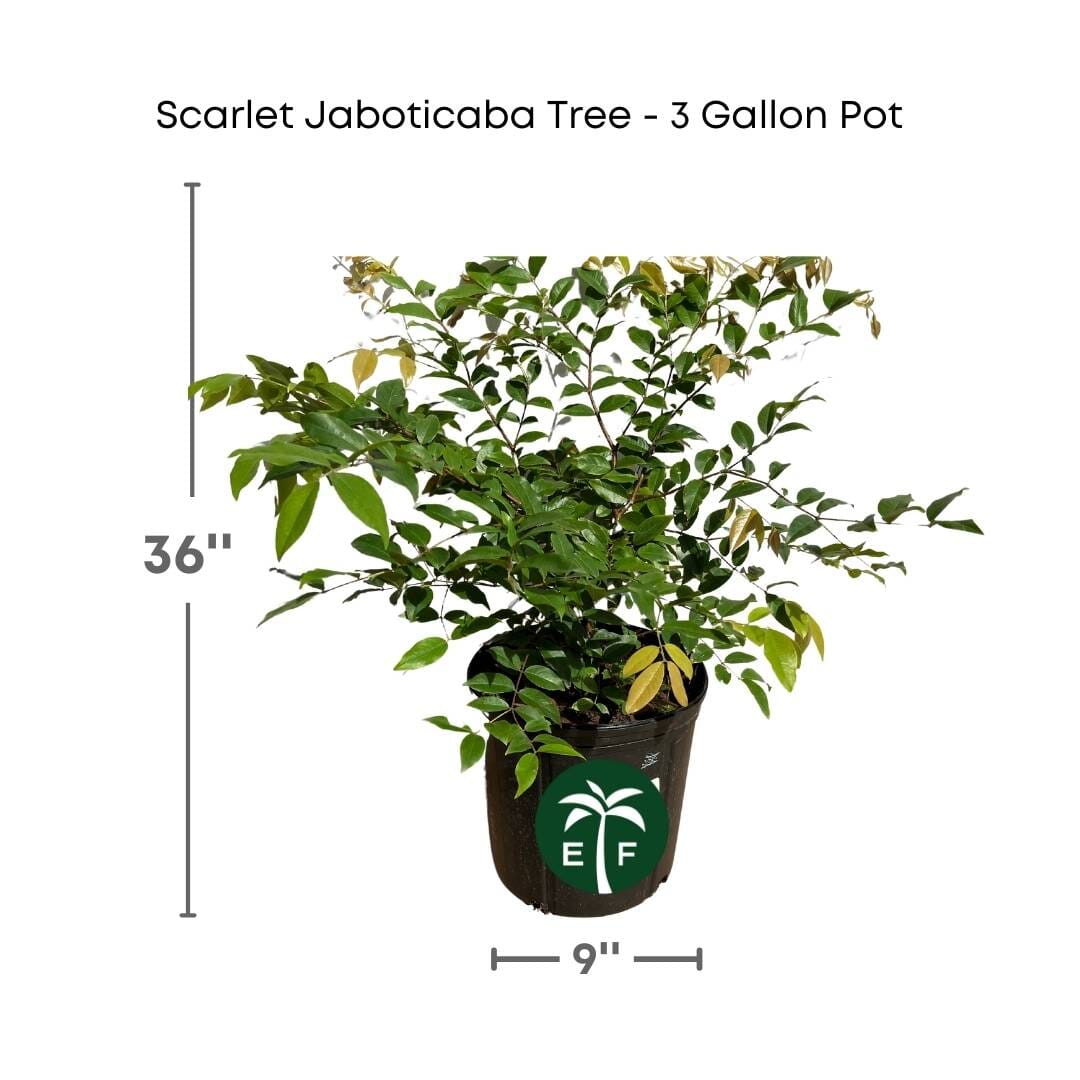 Scarlet Jaboticaba (Myrciaria regina) – Exotic Tropical Fruit Tree Everglades Farm