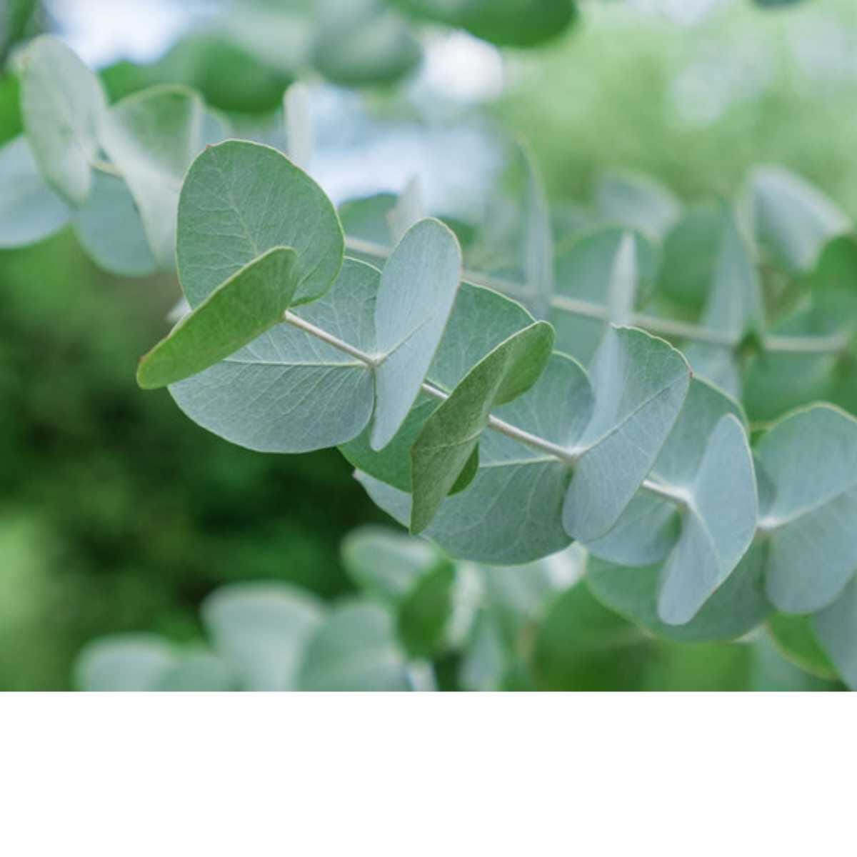 Silver Dollar Eucalyptus Tree - Eucalyptus cinerea - Fast Growing Evergreen with Fragrant Leaves Everglades Farm