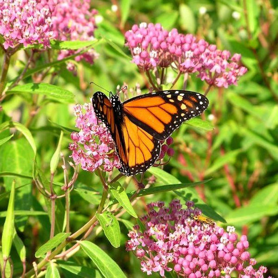 Swamp Milkweed (Asclepias incarnata) - Native Monarch Butterfly Host Plant for Wet Soils & Pollinator Gardens