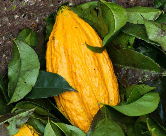 Nacional Cacao Chocolate Tree – Rare Heirloom Variety, Live Plant for Home Growing Everglades Farm