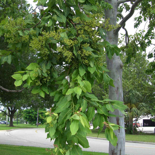 Torelliana Eucalyptus Tree - Fast Growing, Shade Providing Cadaghi Gum Everglades Farm