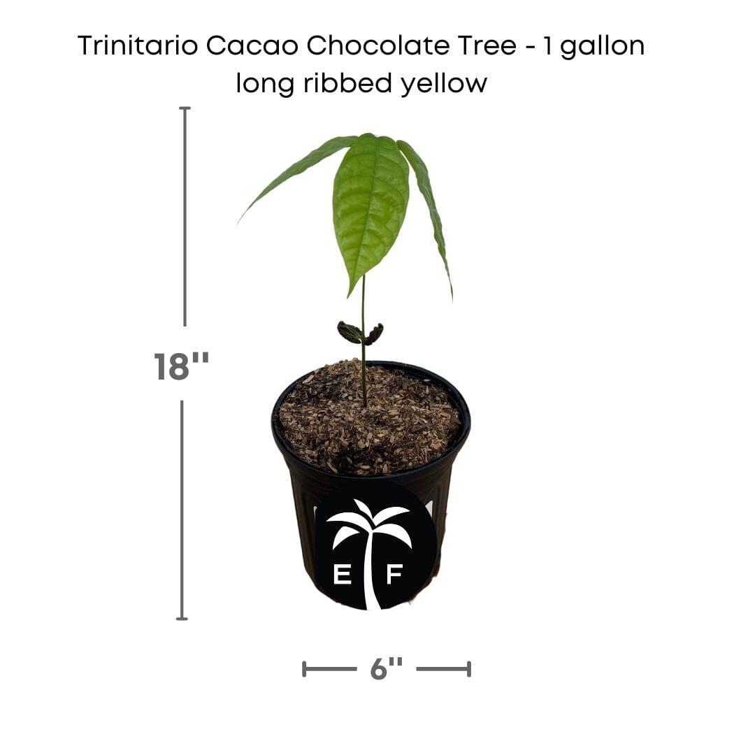 Trinitario Cacao Long Ribbed, Chocolate Tree Yellow 103-Pine Island Nursery 12-18 inches & 1-gal
