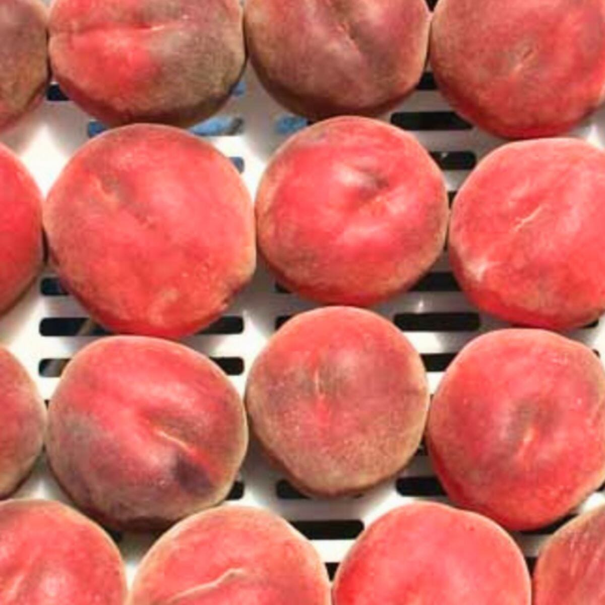 UF One Peach Tree - Fast-Growing, Low-Chill, Golden-Yellow Fruit for Warm Climates Everglades Farm