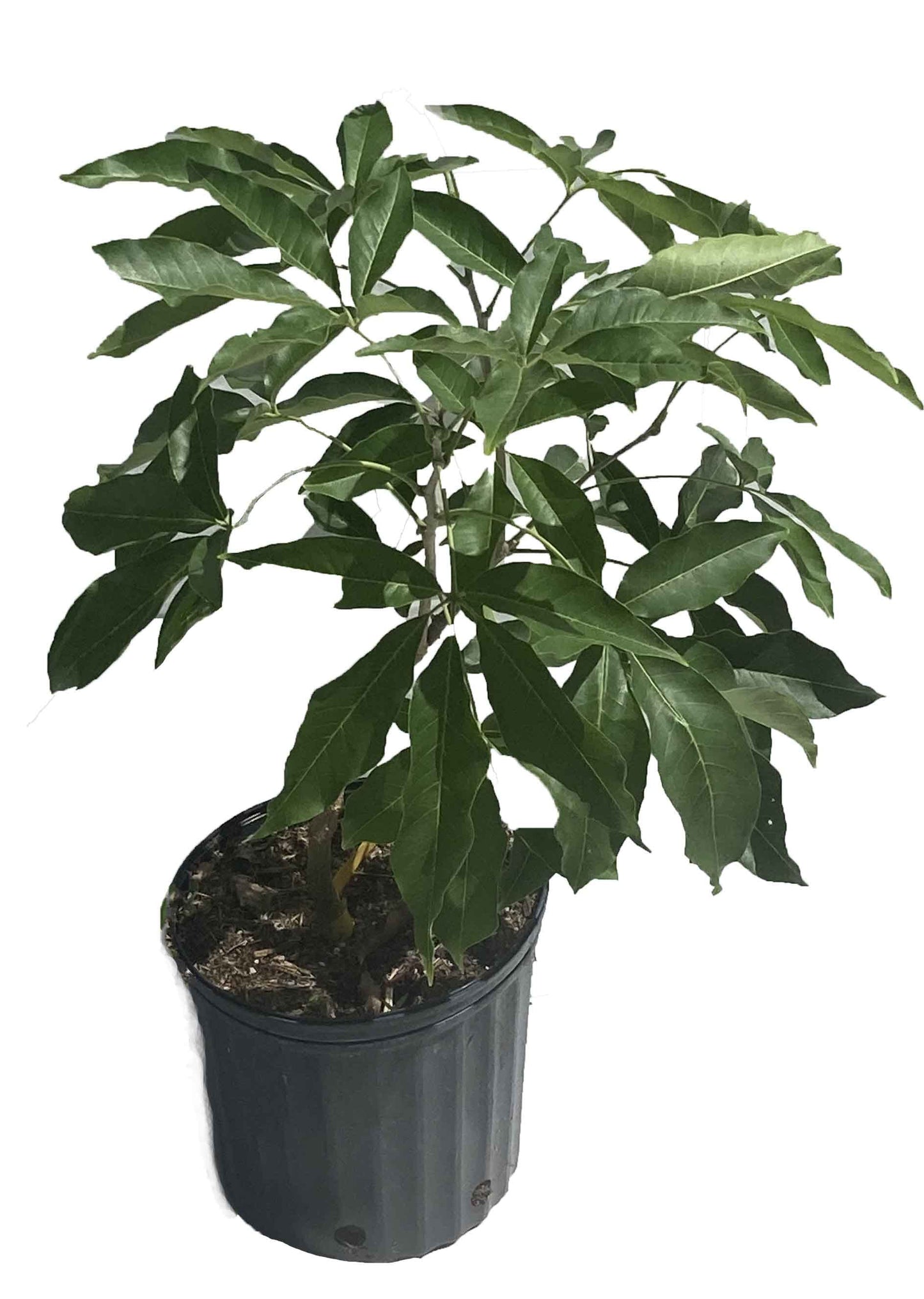 Younghans White Sapote Tree Air Layered 103-Pine Island Nursery