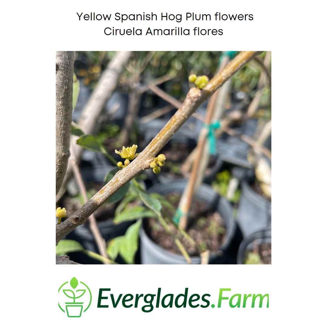 Yellow Spanish/Hog Plum, Ciruela, Jocote Amarillo, Tree Fruit Trees 111-Lalo Melo