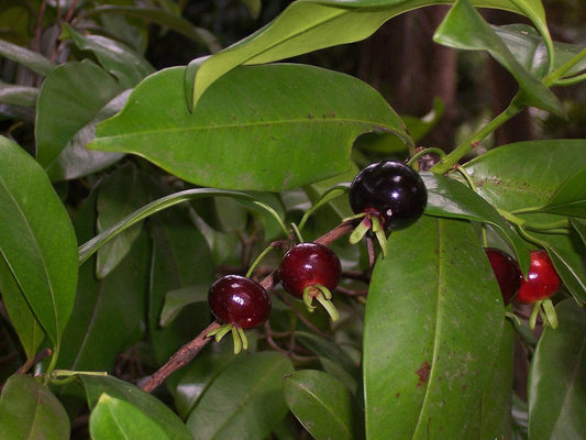 Red Grumichama Brazilian Cherry Plant Fruit Trees 100-Carlos Tropical Fruits