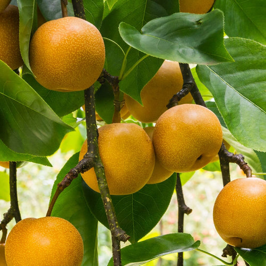 20th Century (Nijisseiki) Asian Pear Tree 103-Pine Island Nursery
