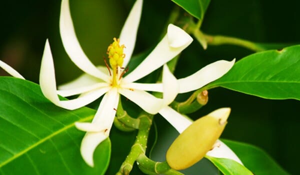 Michelia Alba, White Champaca, Tree Grafted Fruit Trees 102-Zill High Performance Plants