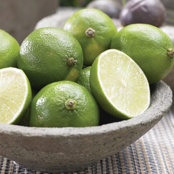 Persian (Tahiti) Lime Citrus Tree 113-Brite Leaf Citrus Nursery