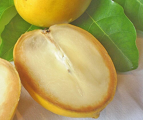Abiu, Caimito Amarillo, Tree Fruit Trees 103-Pine Island Nursery