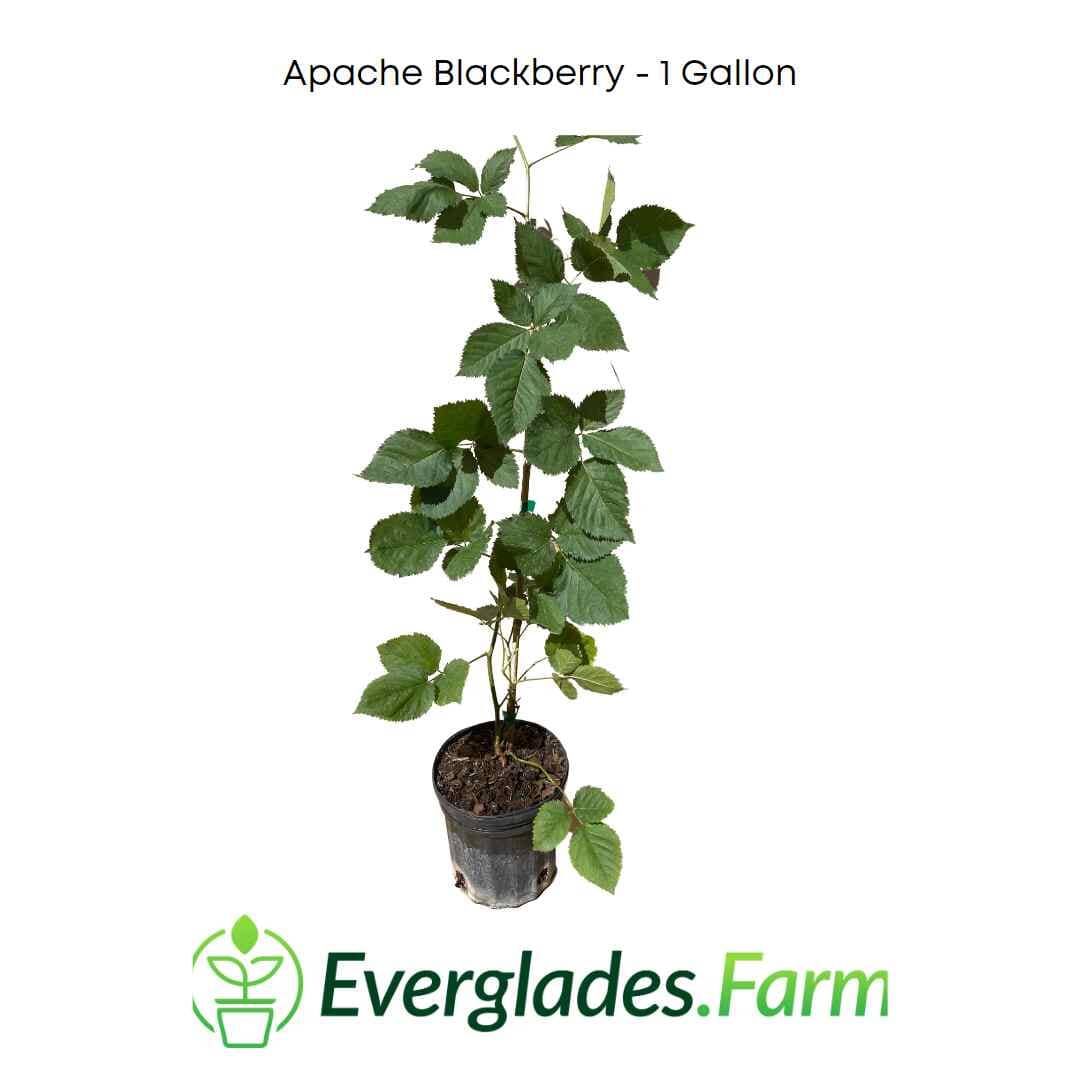 Apache Blackberry, Summer Bearing, Thornless, Plant 103-Pine Island Nursery