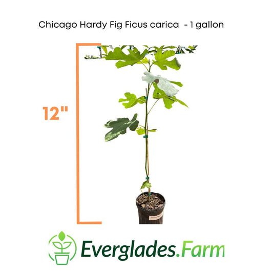 Chicago Hardy Fig Ficus carica 118-Agri-Starts Inc