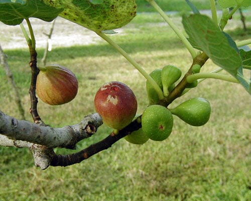 Brown Turkey Fig Tree, Dwarf Fruit Trees 100-Carlos Tropical Fruits