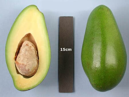 Donnie Avocado Tree Grafted Fruit Trees 100-Carlos Tropical Fruits