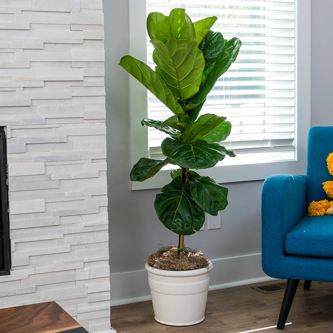 Fiddle Leaf Fig Live 3-4 feet in Gal container from Florid – Everglades Farm