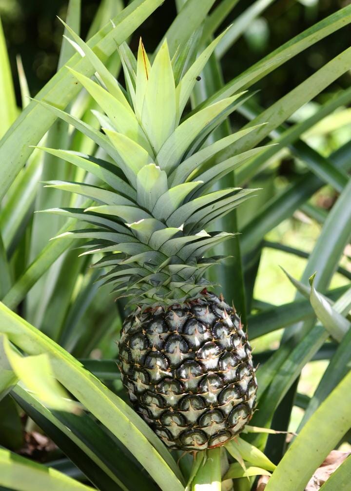 Florida Special Pineapple Plant (Ananas comosus) - Sweet, Juicy, and Cold Hardy Fruit Trees 103-Pine Island Nursery