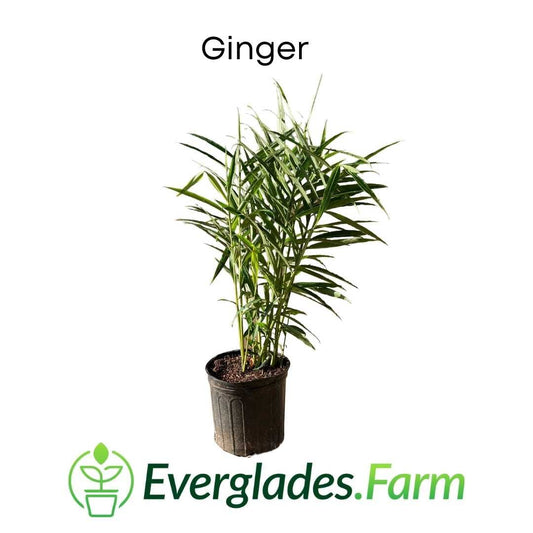 Ginger Plant 103-Pine Island Nursery