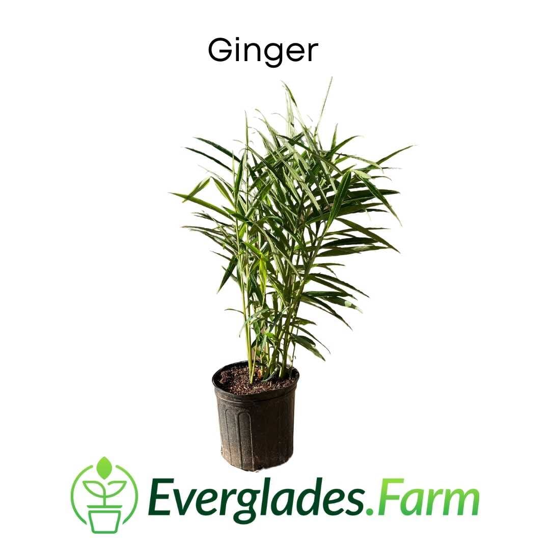 ginger palm plant Ginger Plant – Everglades Farm