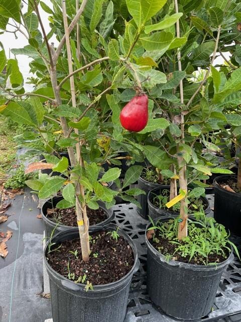 Cashew Tree, Pink Fruit Fruit Trees 103-Pine Island Nursery