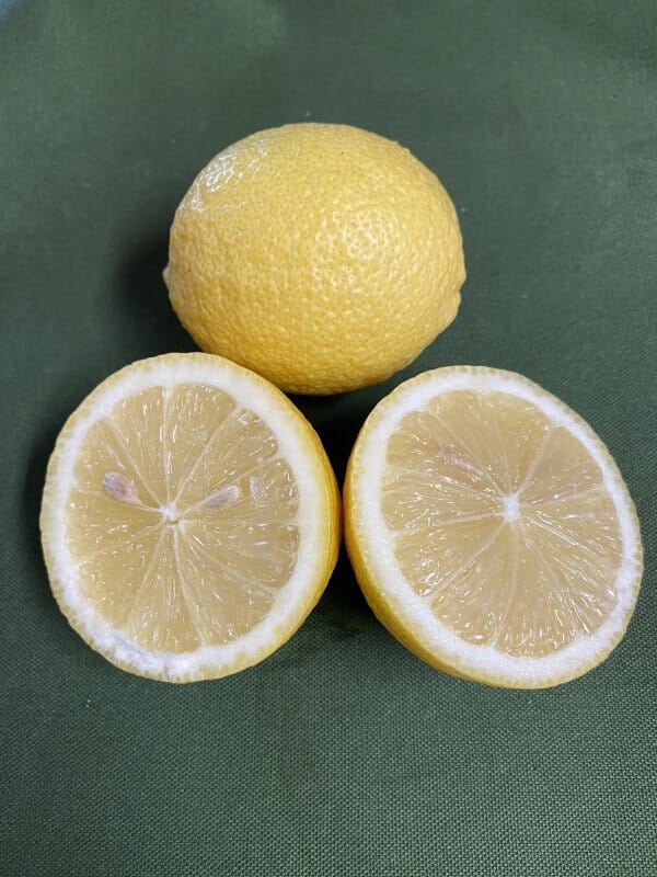 Ponderosa Lemon Tree Fruit Trees 123-Holmberg Farms, Inc.