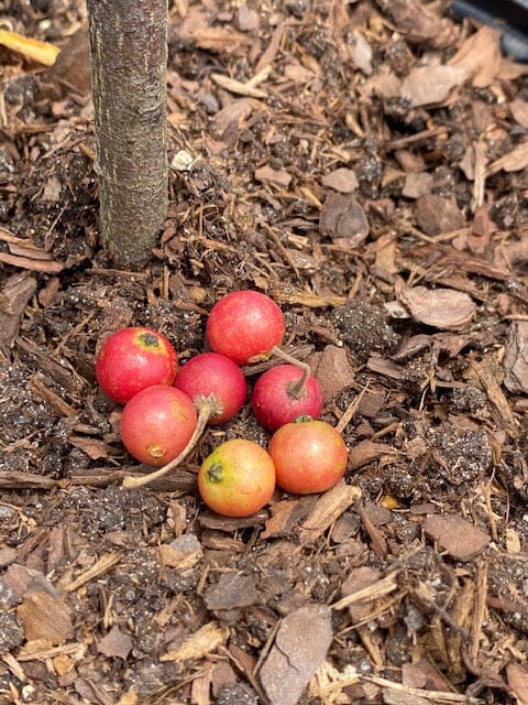 Strawberry Tree, Jamaica Cherry Capulina Tree Fruit Trees 100-Carlos Tropical Fruits