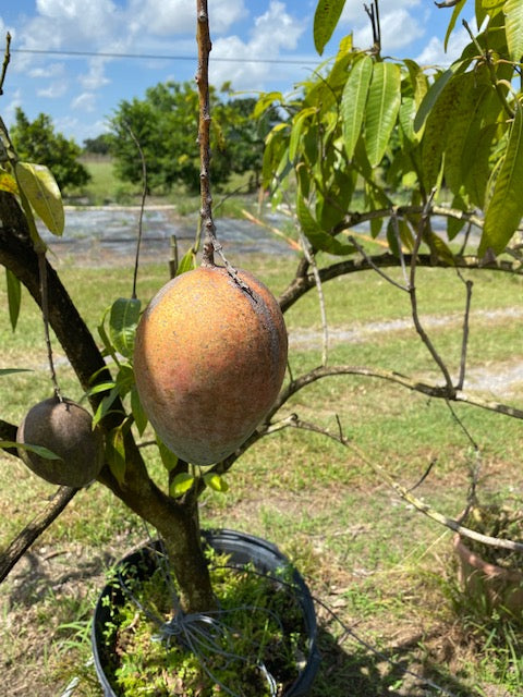 Keitt Mango Tree Grafted