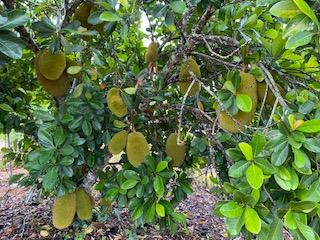 Dwarf Jackfruit Golden Nugget Tree Grafted 2 Feet Tall, 3-gal Container from Florida Fruit Trees Everglades Farm