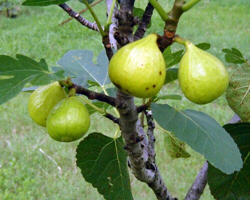 Ischia Fig Tree 118-Agri-Starts Inc