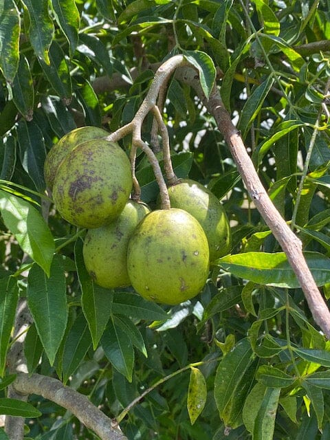 June Plum / Ambarella Dwarf Tree Fruit Trees 100-Carlos Tropical Fruits