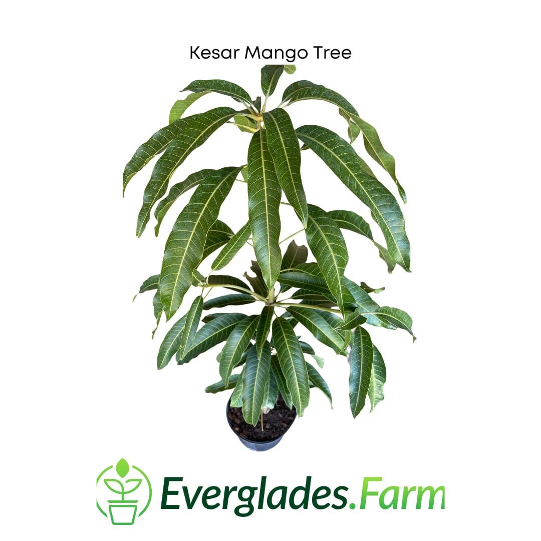 Kesar Mango, Grafted Tree Fruit Trees 102-Zill High Performance Plants