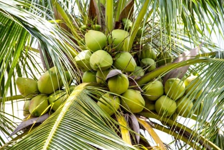 Maypan Coconut Palm, Green Fruit Trees Everglades Farm