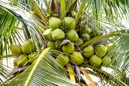 Maypan Coconut Palm, Green Fruit Trees Everglades Farm