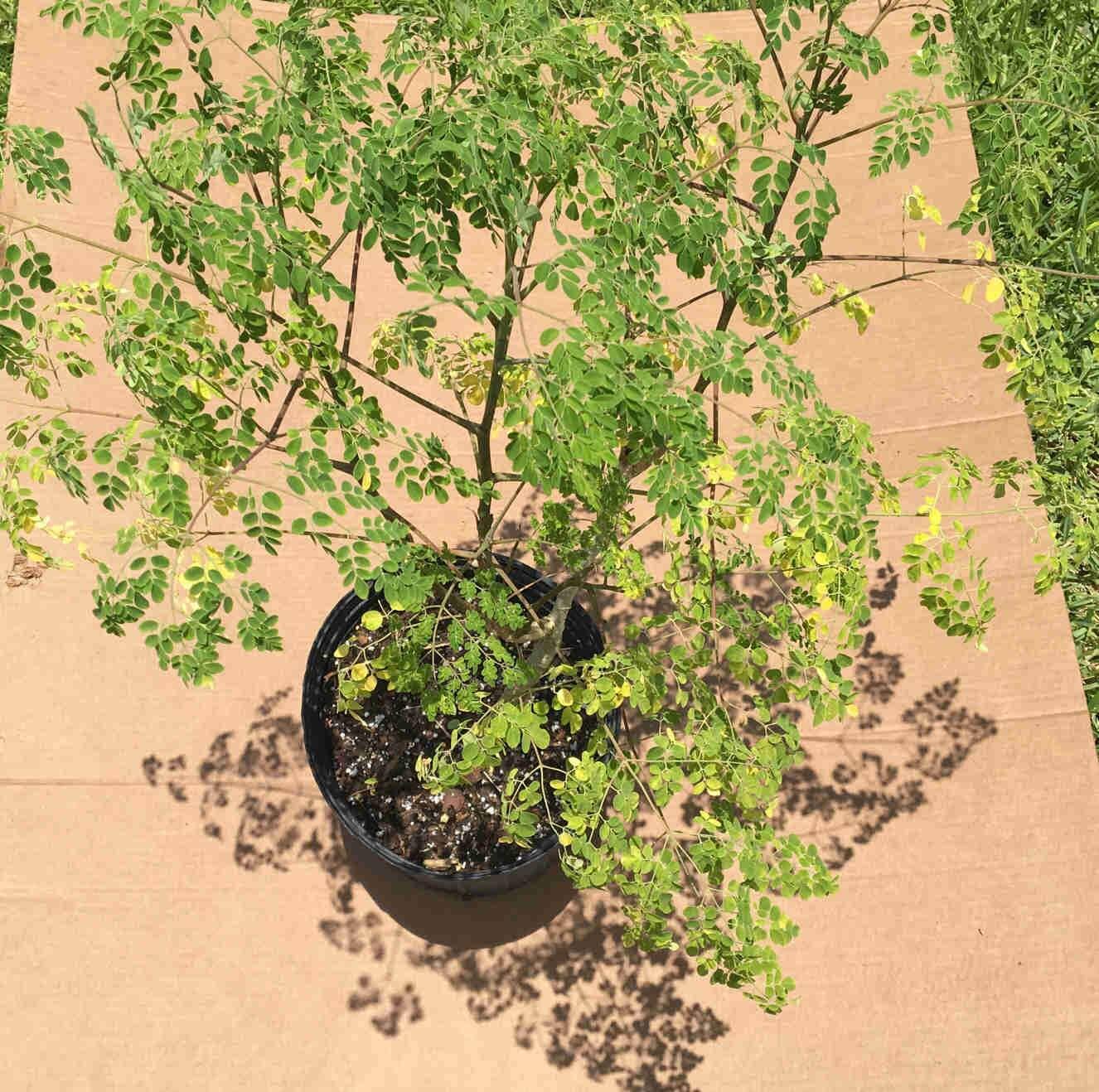 moringa bonsai tree Moringa Tree for Sale