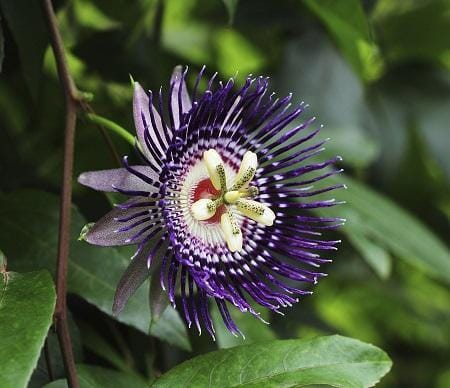 Purple Passion Fruit Vine Maracuya Morado Fruit Trees 118-Agri-Starts Inc
