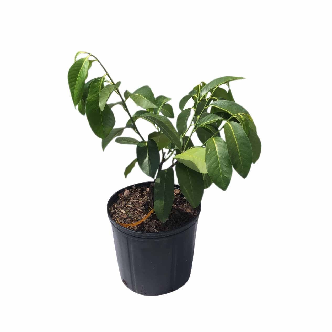 Black Sapote Excalibur Tree Grafted 102-Zill High Performance Plants