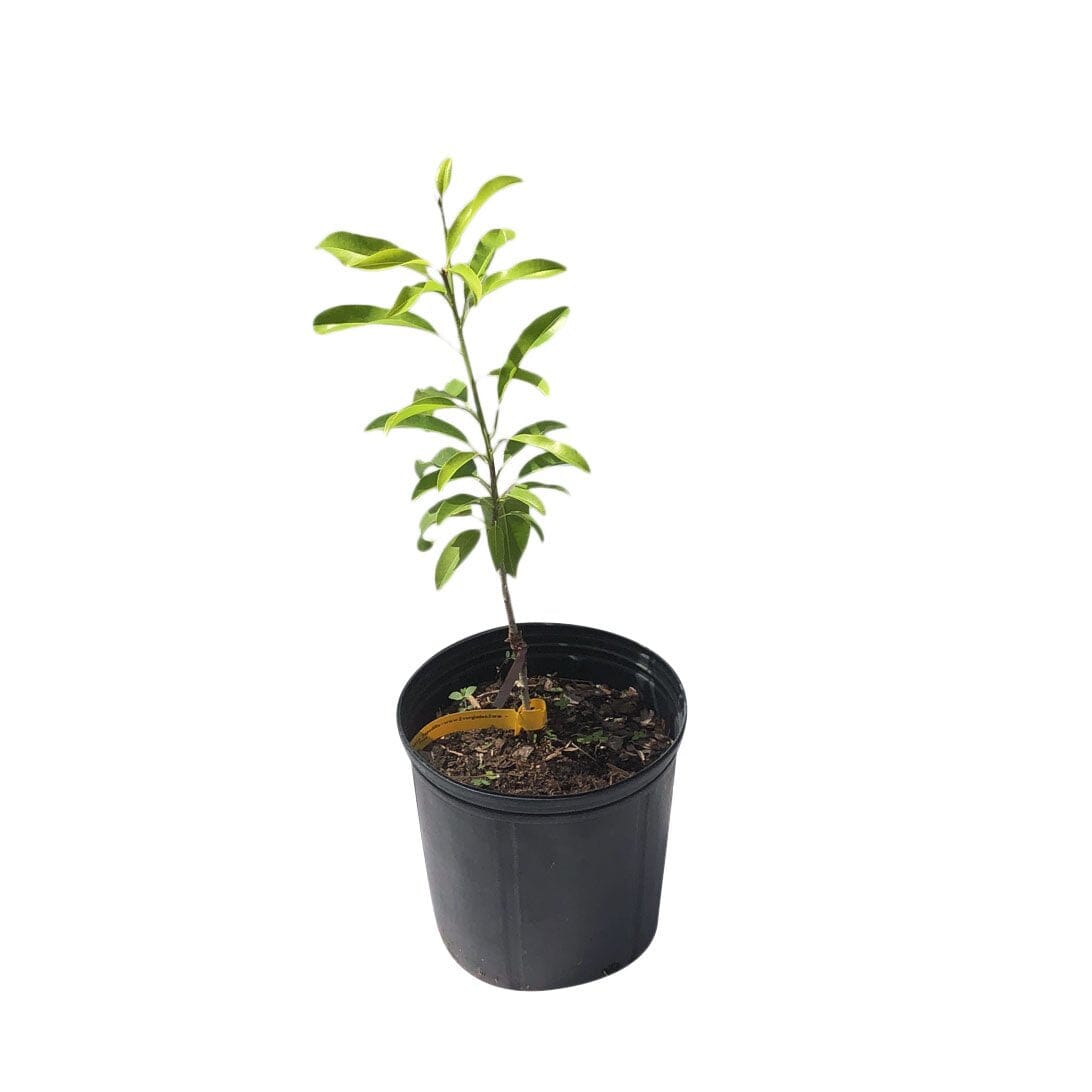 Hasya Sapodilla Nispero Tree Grafted 100-Carlos Tropical Fruits