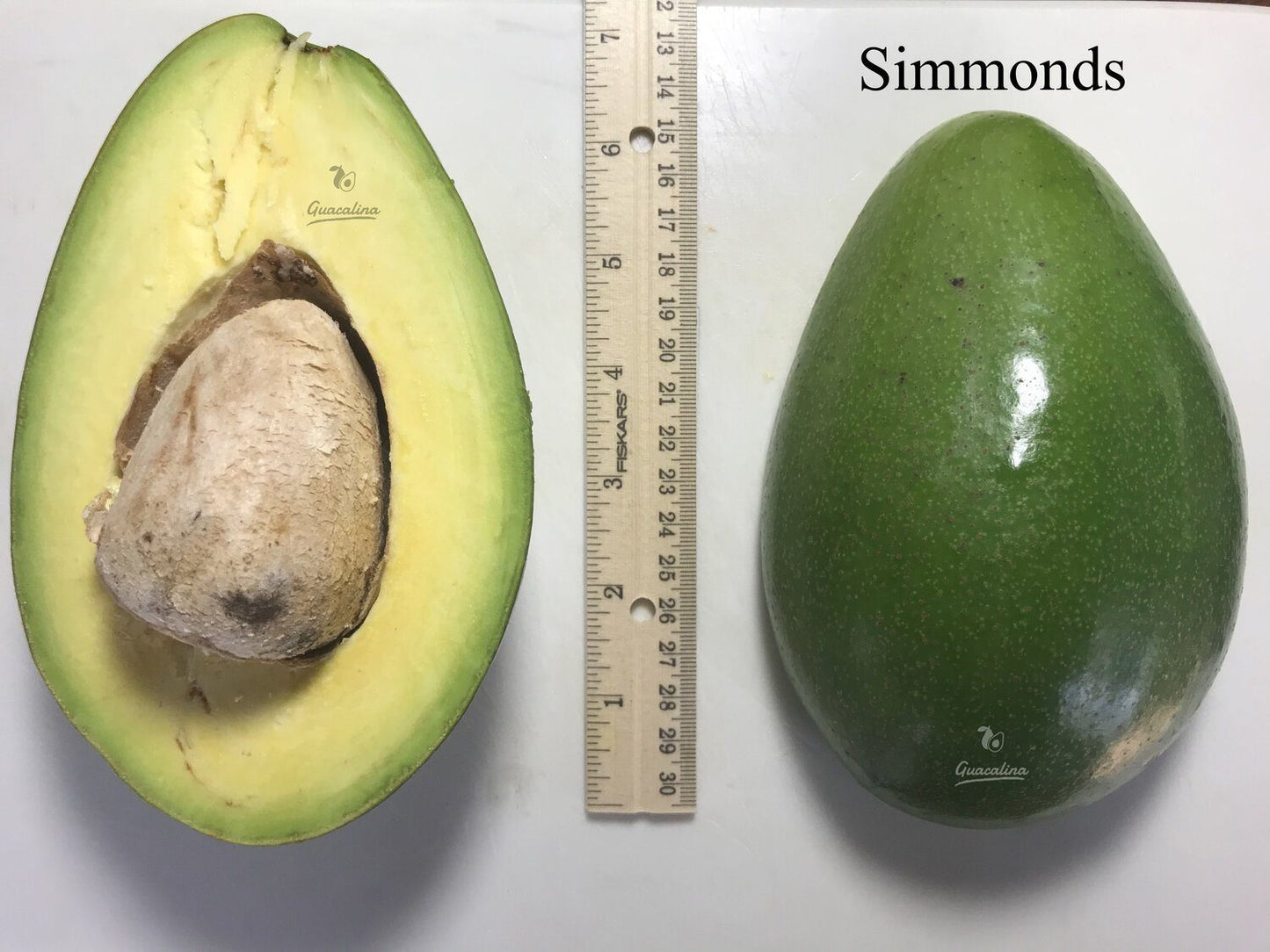 Semi-Dwarf Simmonds Avocado Tree, Grafted, 3-gal Container from Florida Fruit Trees Everglades Farm