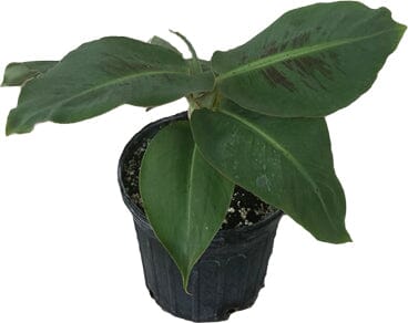 Little Prince Plant Banana Musa Hybrid 118-Agri-Starts Inc