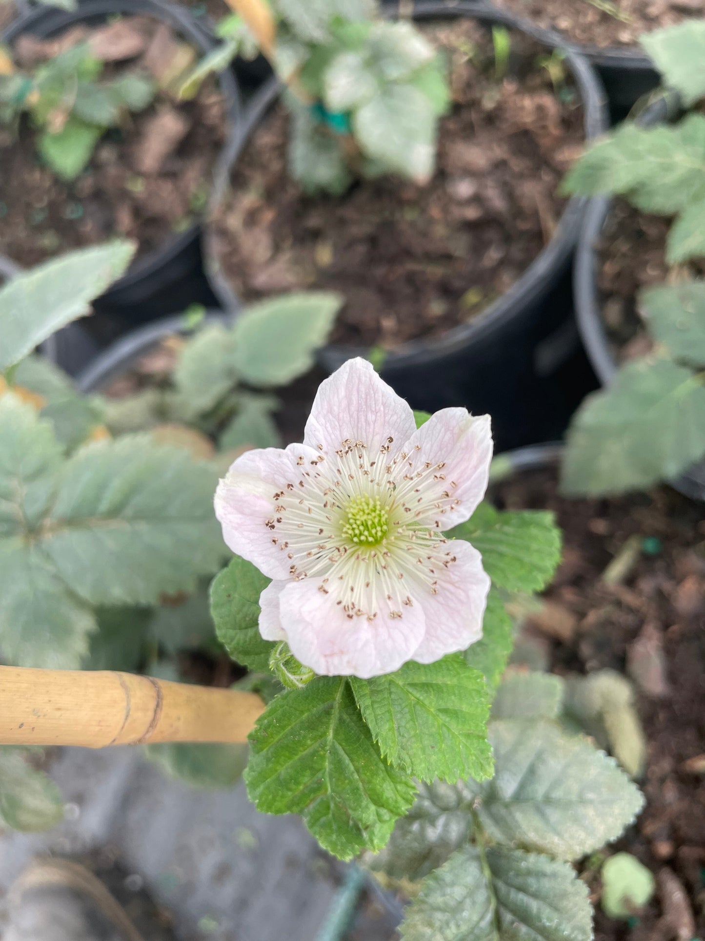 Von, Summer Bearing, Thornless Blackberry Plant 103-Pine Island Nursery
