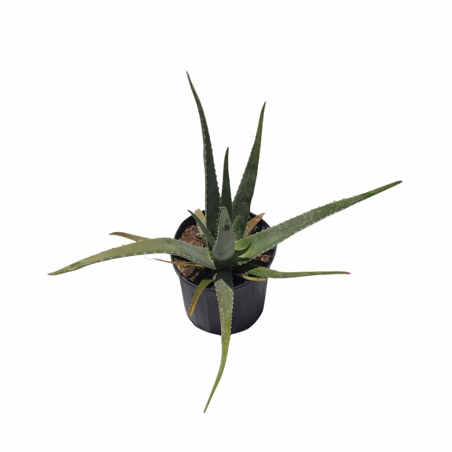 Aloe Vera Plant - For Sale | Medicinal Aloe – Everglades Farm