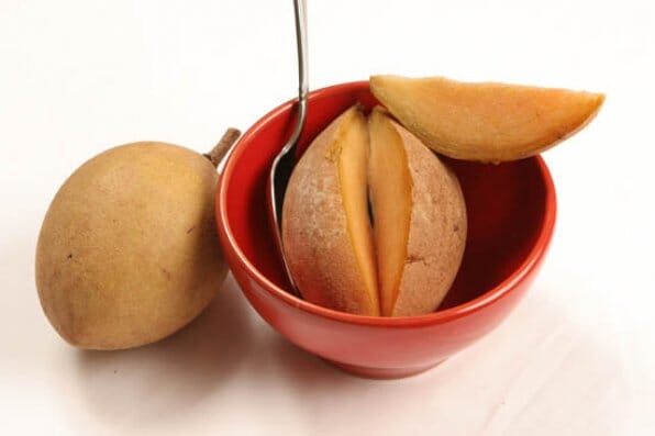 Morena Sapodilla Nispero Tree Grafted Fruit Trees 102-Zill High Performance Plants