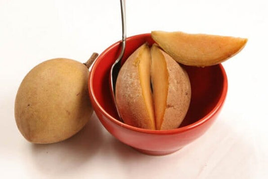 Morena Sapodilla Nispero Tree Grafted Fruit Trees 102-Zill High Performance Plants