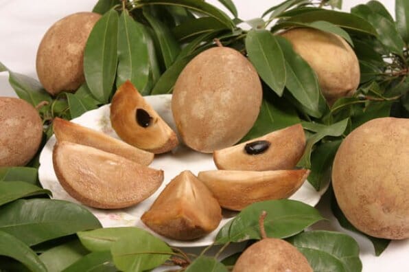Tikal Sapodilla Nispero Tree Grafted Fruit Trees 100-Carlos Tropical Fruits