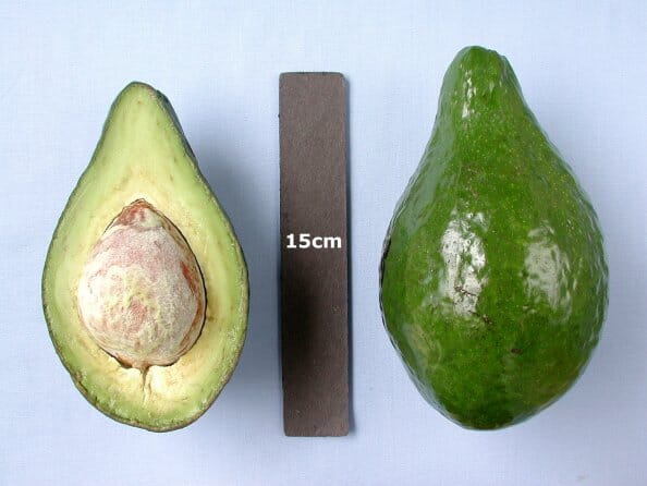 Lula Avocado Tree, Grafted Fruit Trees 102-Zill High Performance Plants