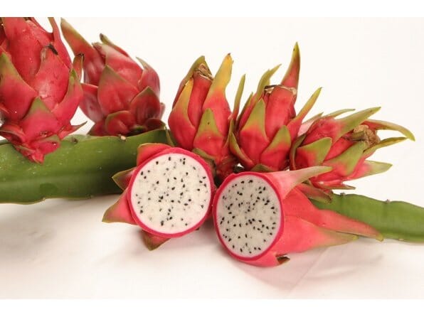 Dragon Fruit, Pitaya, White, Lake Atitlan Fruit Trees 103-Pine Island Nursery